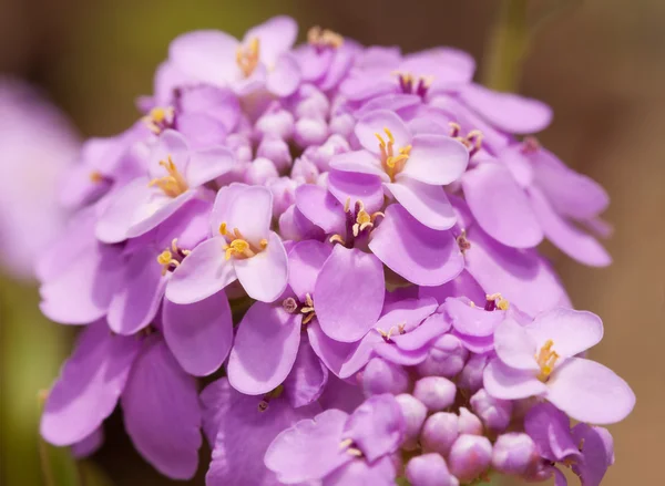 Iberis umbellata, Süßigkeitenblüte in zarter lila Farbe — Stockfoto