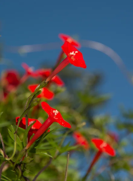 Leuchtend rote, winzige Blüte des Kardinalkletterers in der Morgensonne — Stockfoto