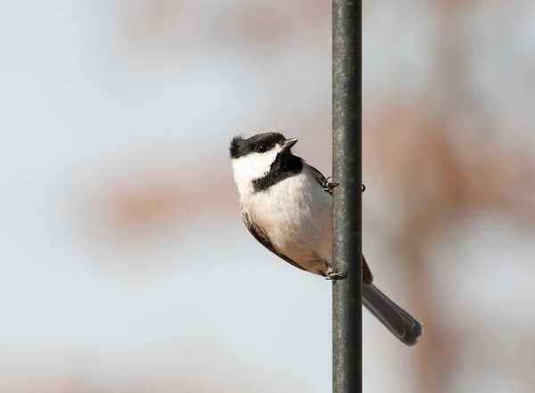 Каролина Чикади висит на крючке у пастуха
