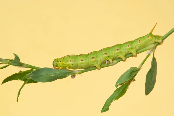 Lemované bílé Sfingy Moth housenka krmení na své přirozené hostitelské rostlině Rdesno Polygonum aviculare — Stock fotografie