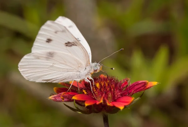 Ventrale Ansicht eines karierten weißen Schmetterlings, der sich von einer tiefroten indischen Deckenblume ernährt — Stockfoto