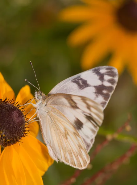 Vertikales Bild eines karierten weißen Schmetterlings, der sich von einer schwarzäugigen Susanblume ernährt — Stockfoto