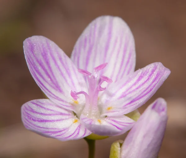 Kleine bloei van smal-gebladerde Spring Beauty, virginica Winterpostelein (geslacht), in het vroege voorjaar — Stockfoto