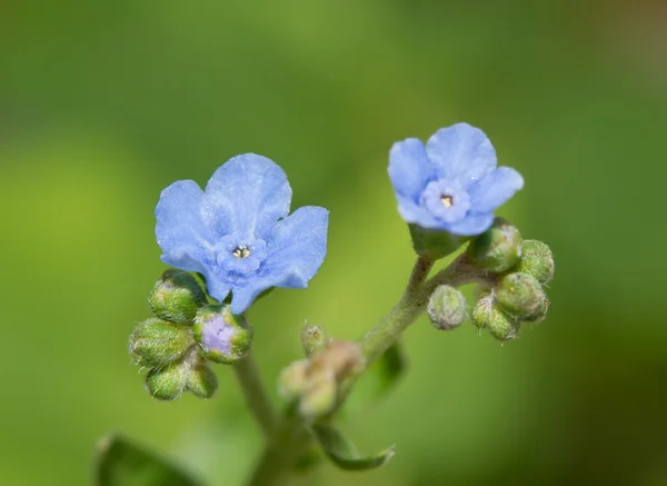 Pequenas, delicadas flores de Cynoglossum amabile, chinês Esqueça-me-não — Fotografia de Stock