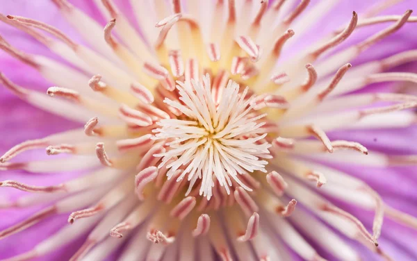 An abstract macro image of a Clematis flower in spring — Stock Photo, Image