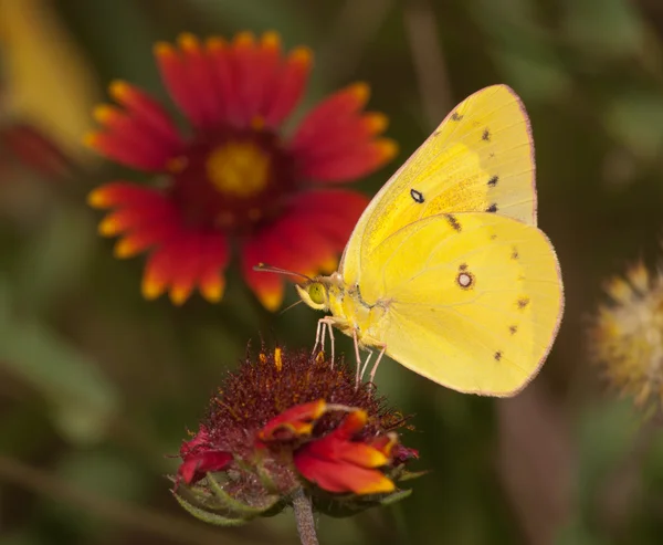 Borboleta amarela brilhante de enxofre nublado alimentando-se de um Blanketflower indiano com fundo de prado de verão — Fotografia de Stock