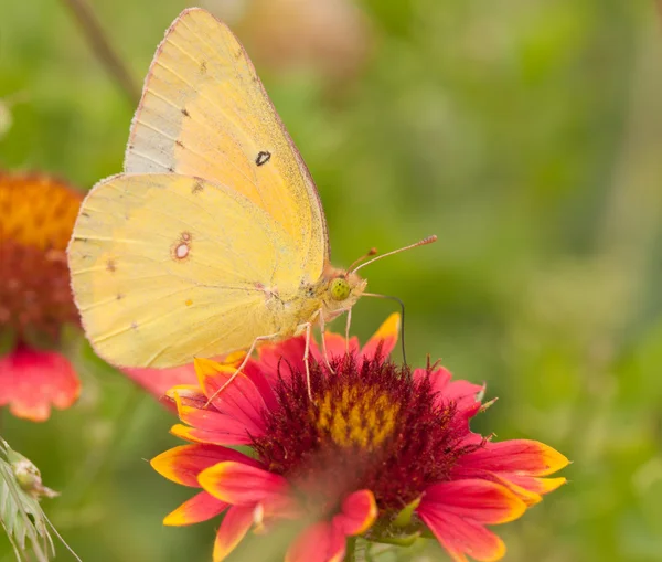 Colias eurytheme, mariposa de azufre naranja, alimentándose de una manta india — Foto de Stock