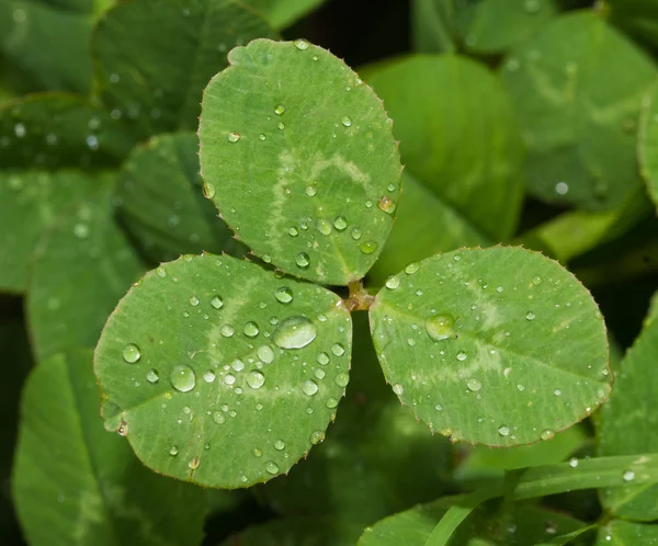 White Clover leaf with raindrops — Stock Photo, Image