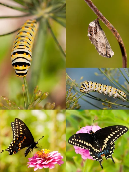 Collage of Black Swallowtail metamorphosis from chrysalis to caterpillar and on to butterfly — Stock Photo, Image