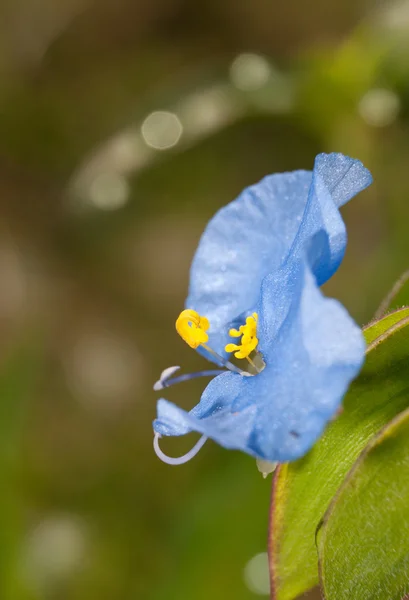 Küçük, hassas Asya Dayflower closeup — Stok fotoğraf