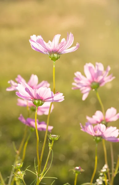 Dainty pink Cosmos flowers back lit by evening sun — Stock Photo, Image