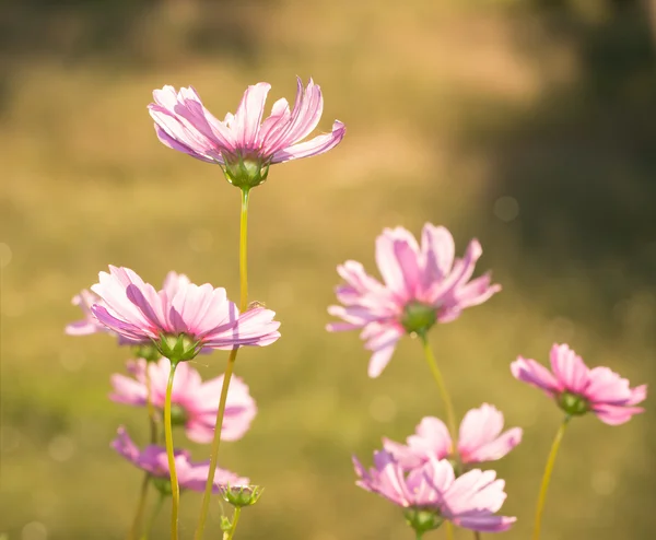 Pink Cosmos flowers back lit by autumn evening sun — Stock Photo, Image