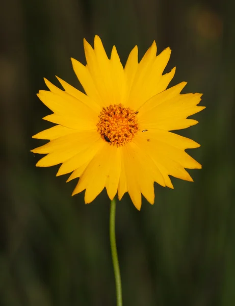 Ljust gul Coreopsis blomma mot slutet av våren kvällen bakgrund — Stockfoto