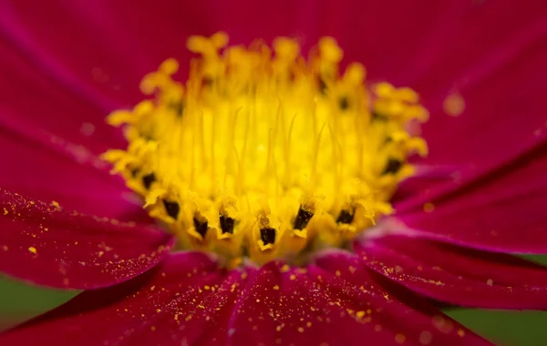 Macro of a magenta Cosmos flower, with pollen scattered on petals — Stock Photo, Image