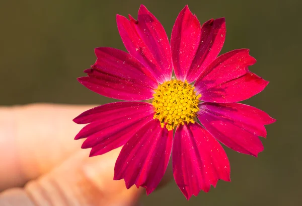 Flor rosa profunda sobre fondo verde oscuro, sostenida por las yemas de los dedos —  Fotos de Stock