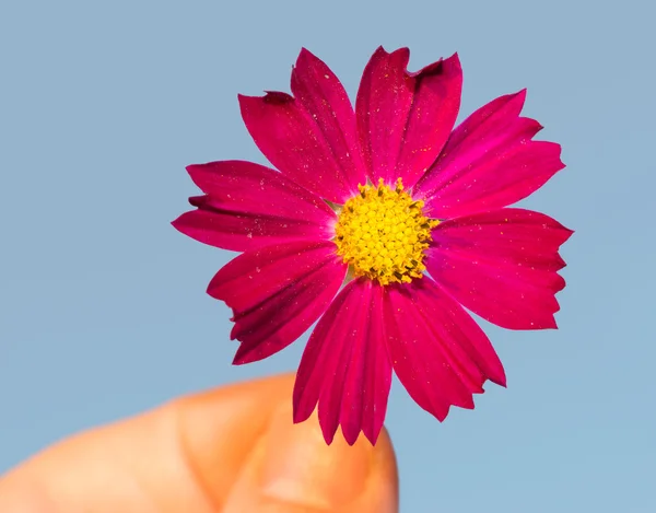 Magenta fleur tenue par le bout des doigts, sur fond bleu — Photo