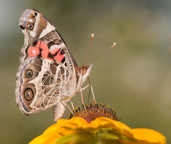American Painted Lady borboleta alimentando-se de uma flor Susan Black-Eyed — Fotografia de Stock
