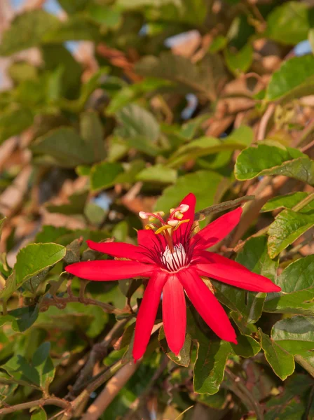 Große leuchtend rote Blüte einer purpurroten Passionsrebe, Passiflora vitifolia, die an einem Spalier wächst — Stockfoto