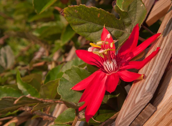 木製のトレリスに咲く真紅の情熱のつる花 — ストック写真