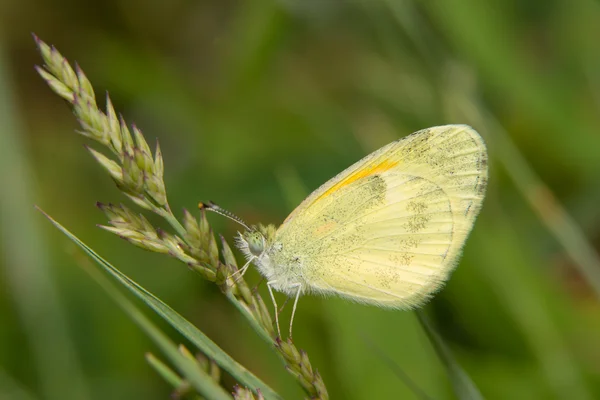 Papillon de soufre délicat, le plus petit piéride nord-américain, reposant sur l'herbe — Photo