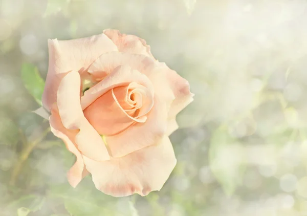 Imagen soñadora y delicadamente femenina de una rosa de color albaricoque claro en el jardín —  Fotos de Stock