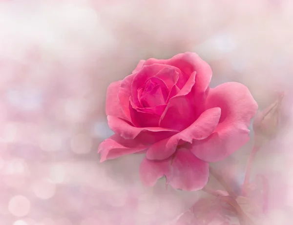 Ονειρική εικόνα ένα λαμπερό ροζ τριαντάφυλλο στον κήπο — Φωτογραφία Αρχείου