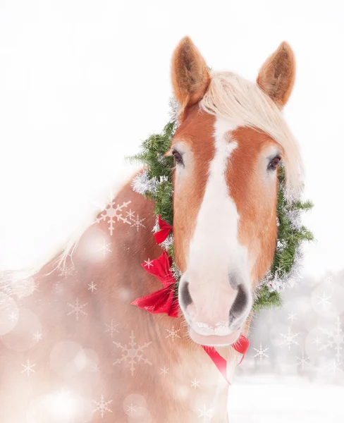 Dreamy Christmas image à thème d'un cheval de trait belge avec une couronne et un arc — Photo