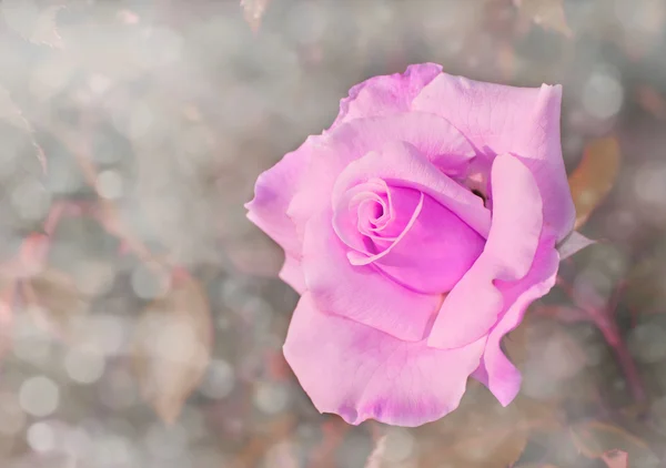 Imagem sonhadora de uma rosa no jardim — Fotografia de Stock