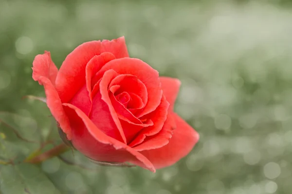 Imagem sonhadora de uma rosa vermelha flamejante em verde — Fotografia de Stock