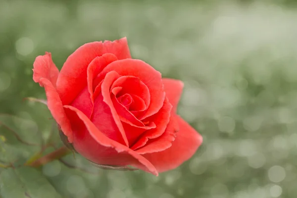 Imagen de ensueño de una rosa roja en llamas sobre verde — Foto de Stock