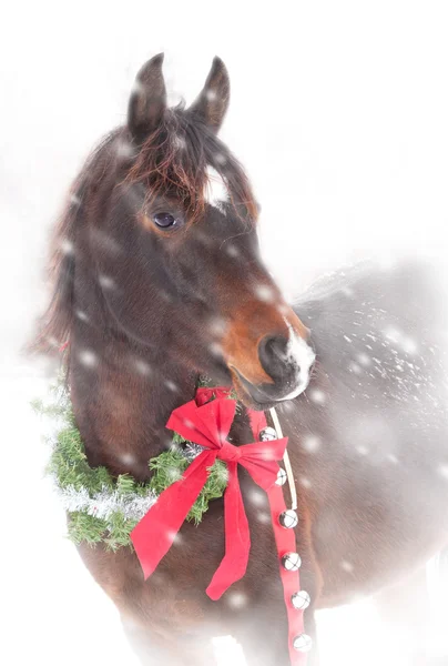 Sweet Arabian horse with a Christmas wreath and jingle bells — Stock Photo, Image