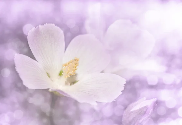 Snový obraz delikátní divoké růžové máku sléz fialovým tónem — Stock fotografie