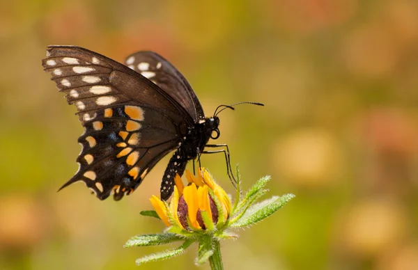 Borboleta de rabo de andorinha preta alimentando-se de uma flor de Susan de olhos pretos contra o fundo do jardim de verão — Fotografia de Stock