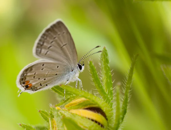 Oost-Tailed-blauwe vlinder, Everes comyntas, rusten op een bloem Black-Eyed Susan tegen zomer groene achtergrond — Stockfoto