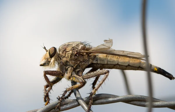 Vértes egy óriás rabló Fly pihenő ellen felhős ég drót — Stock Fotó