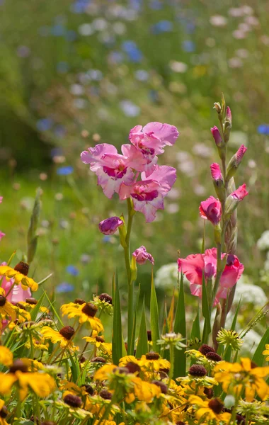 Růžové květy mečík v letní zahradě obklopené mnoha jasných barev — Stock fotografie