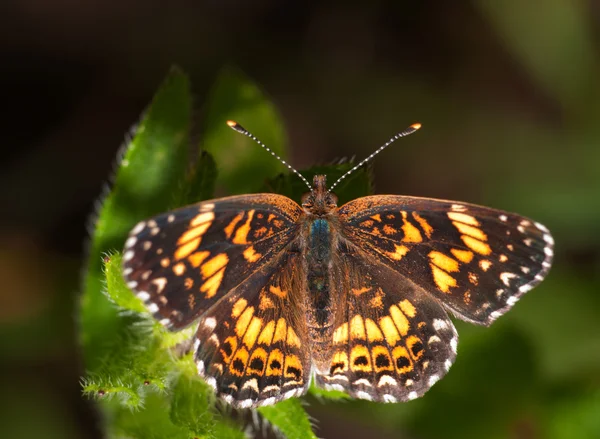 Bolseiramente checkered Gorgone Checkerstpot borboleta em folhas verdes de flor de Susan de olhos pretos, vista dorsal — Fotografia de Stock