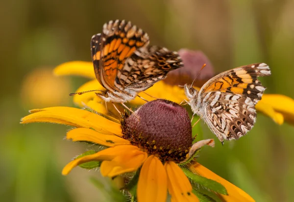 Une vue ventrale d'une paire de papillons chercherspot Gorgone — Photo