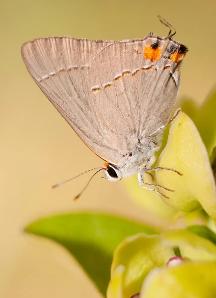 Grauer Haarstreifen Schmetterling auf Milchkraut — Stockfoto