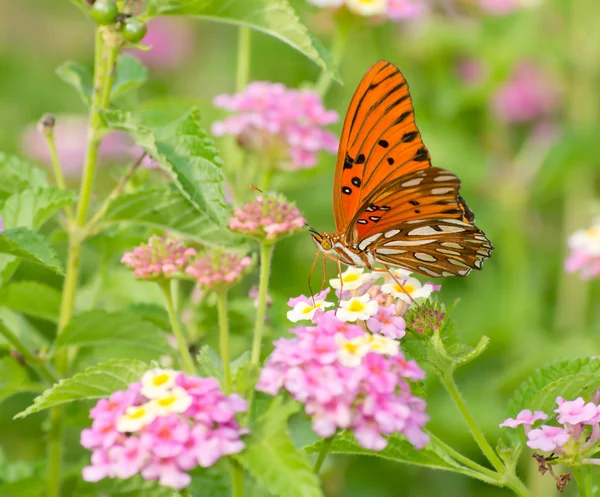 Gulf pärlemorfjäril fjäril utfodring på coloful Lantana blommor i sommarträdgård — Stockfoto