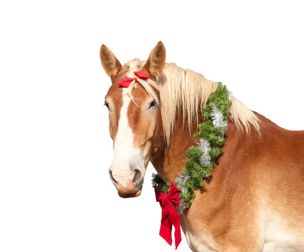 Belga caballo de tiro con una corona de Navidad mirando con orgullo al espectador, aislado sobre fondo blanco — Foto de Stock