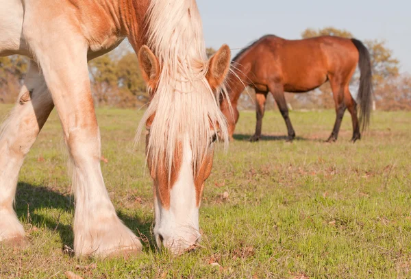 Biondo belga abbozzo cavallo pascolo in primavera sera sole — Foto Stock
