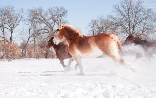 雪の冬の牧草地で馬全体の実行を開く — ストック写真