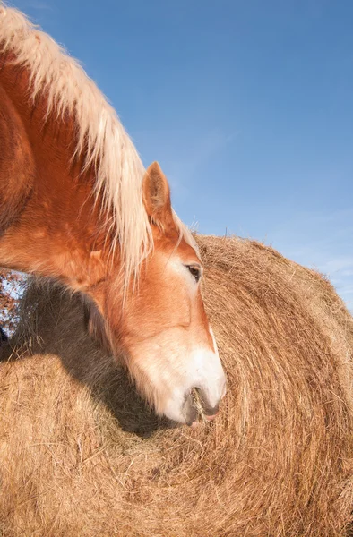 Belga cavalo rascunho comendo feno fora de um grande fardo redondo no inverno — Fotografia de Stock