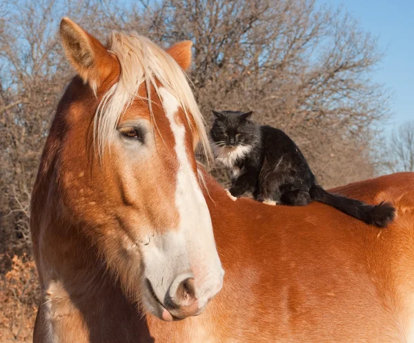 彼の背中の上に座って長い髪の黒と白猫と大きなベルギー ドラフト馬 — ストック写真