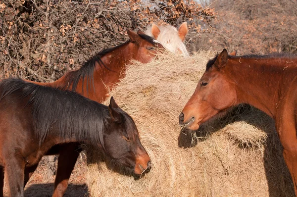 Primer plano de caballos comiendo heno de una bala redonda — Foto de Stock