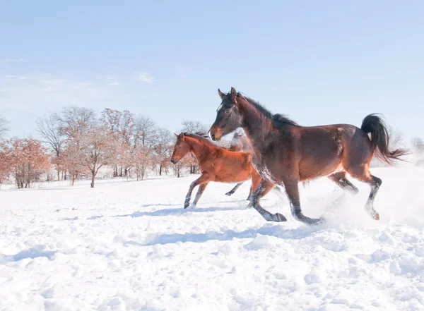 Konie w dół wzgórza w snowy pastwiska w słońcu — Zdjęcie stockowe