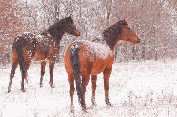 Dois cavalos árabes em uma tempestade de neve olhando para longe e à direita do espectador — Fotografia de Stock