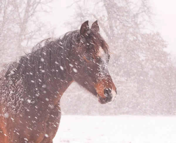 Dark bay Arabian horse in a blizzard — Stock Photo, Image