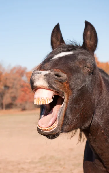Dark bay horse yawning, looking like he is laughing — Stock Photo, Image